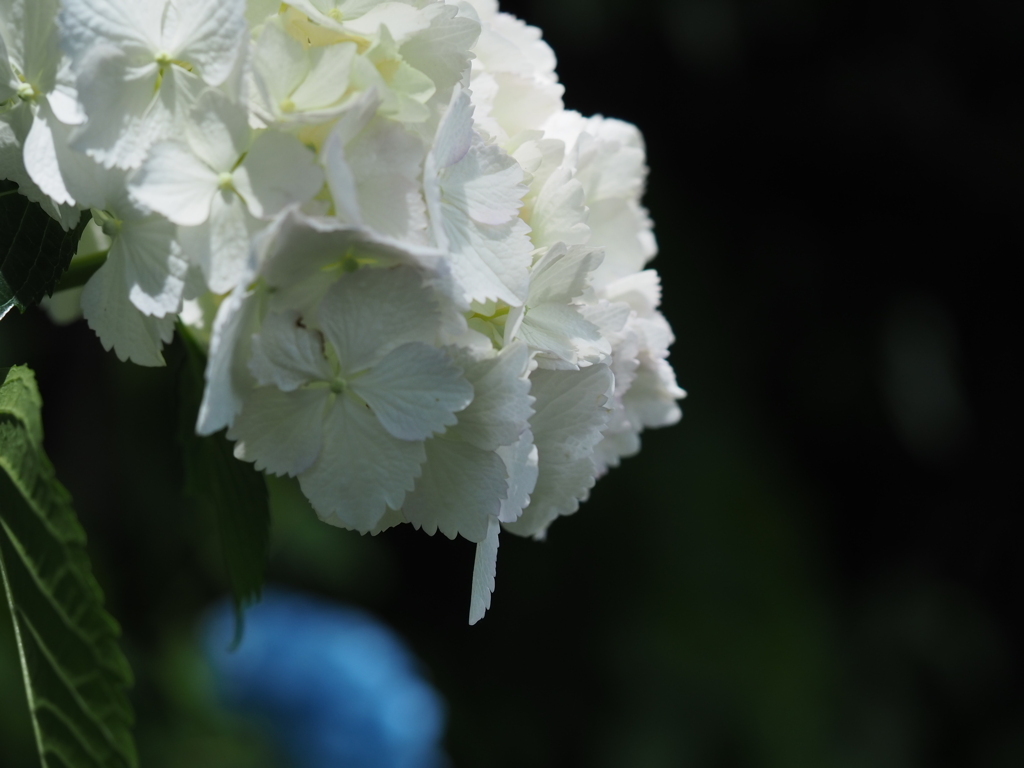 白と黒、遠くにあおに青