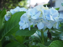 雨の色に染まる紫陽花