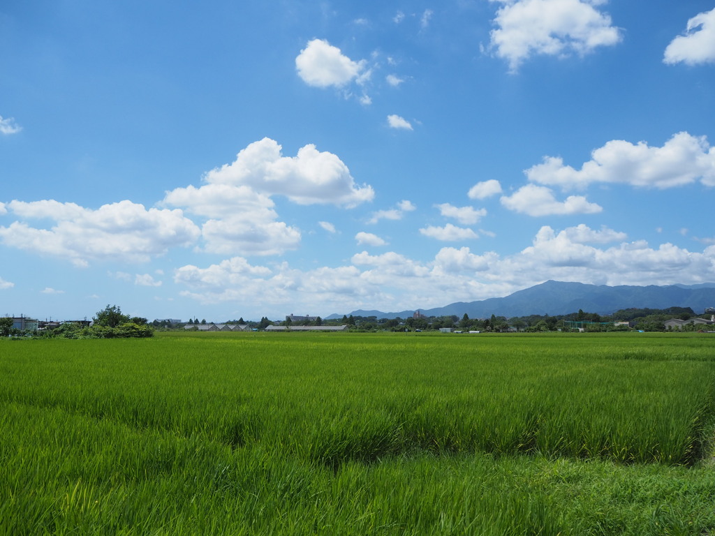 夏の田んぼ