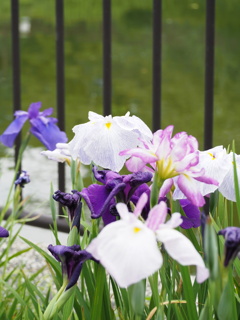 花菖蒲