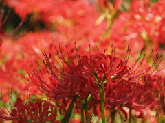 彼岸花