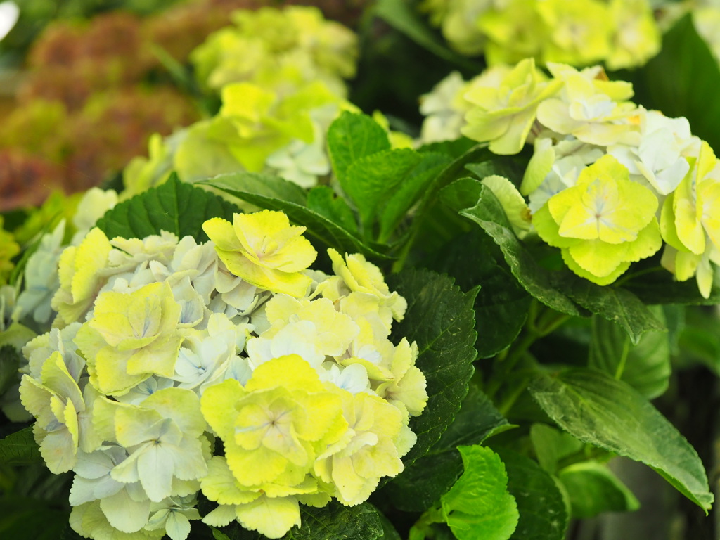 紫陽花