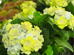 紫陽花