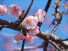 河津桜