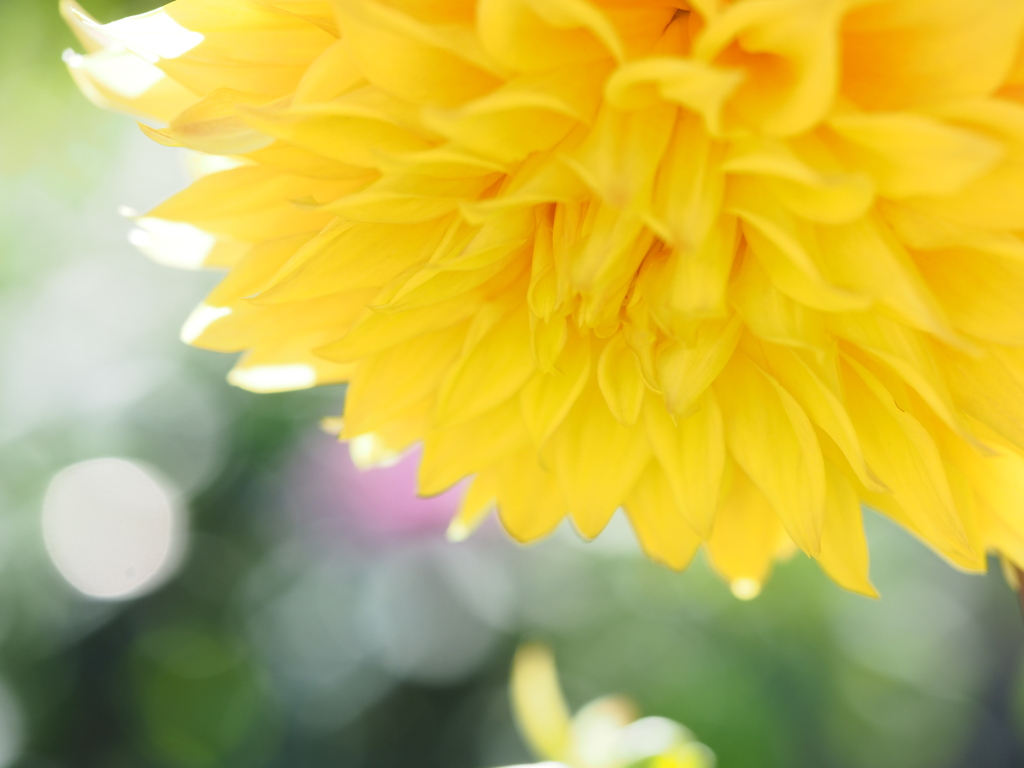 ボナベンチャー