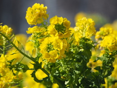 菜の花