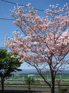 薄紅色のかわいいきみ