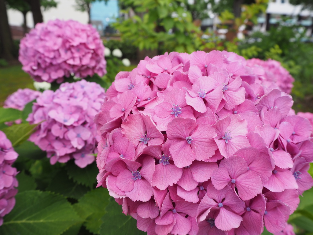 紫陽花