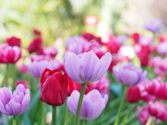 アイスチューリップ　冬の彩り