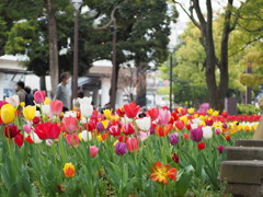 チューリップ花壇
