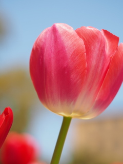 チューリップ