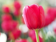 イルデフランス