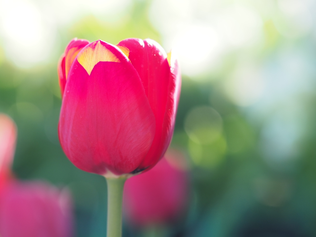 アイスチューリップ