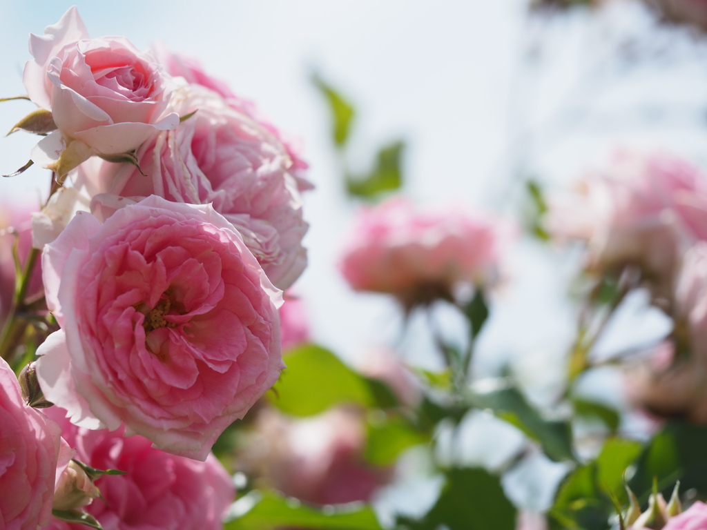 メンデルスゾーン