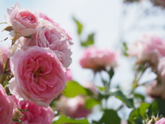 メンデルスゾーン