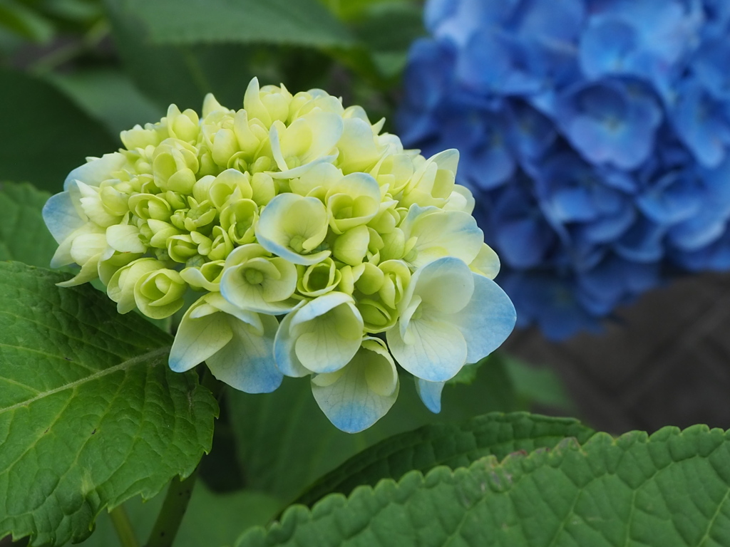 これから色づくあじさい