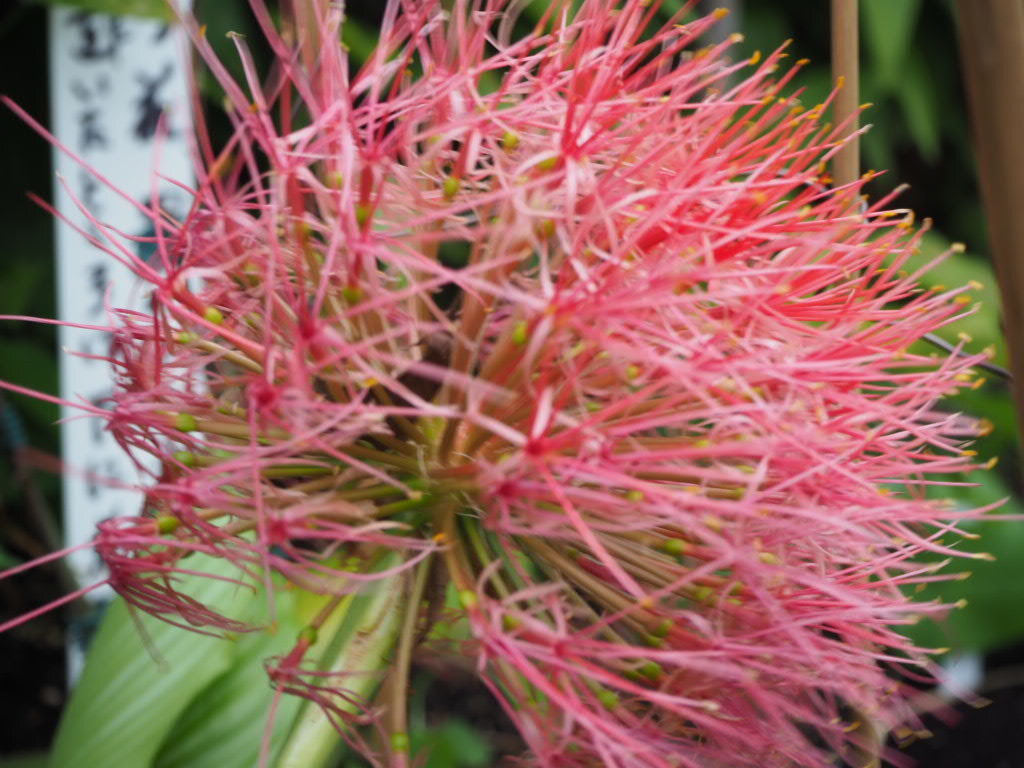 花火のよう花開く