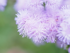 ホワホワ