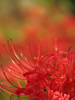 彼岸花