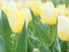 チューリップ