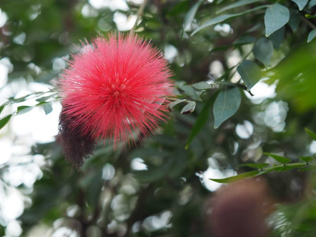 オオベニゴウカン