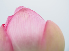 蓮の花