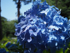 紫陽花ブルー