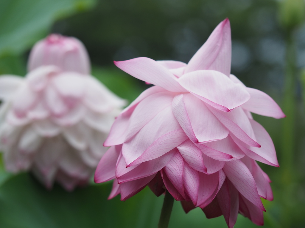 蓮の花