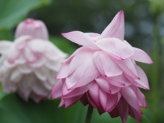 蓮の花