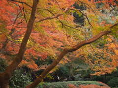 オレンジの世界