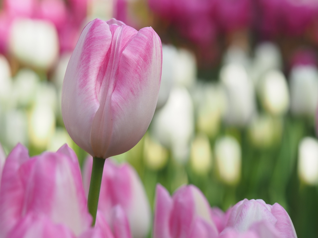 寒さに赤くほほ染めて