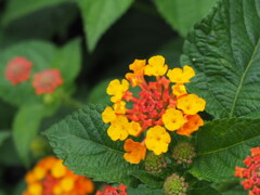 森の中のブローチ