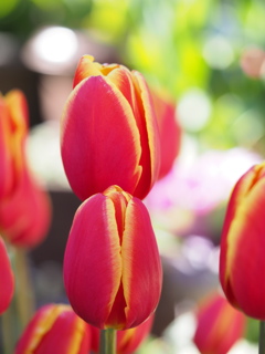 アイスチューリップ