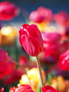 アイスチューリップ