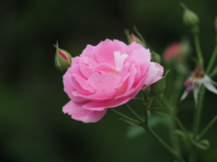 チャンピオンオブザワールド