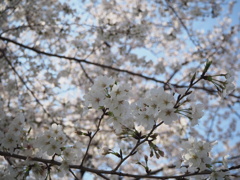 桜咲く