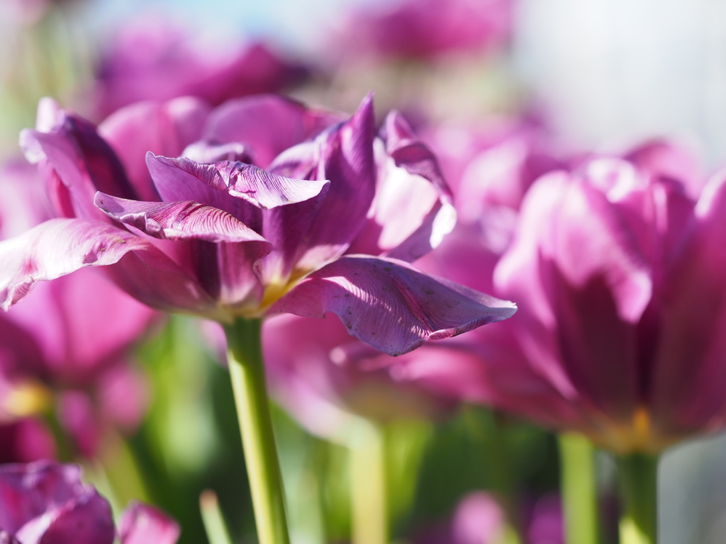 パープルスカイ