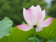 蓮の花
