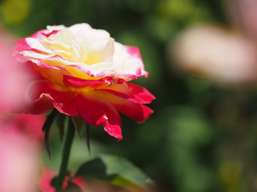 ダブルディライト