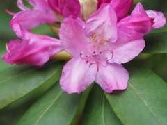 西洋シャクナゲ