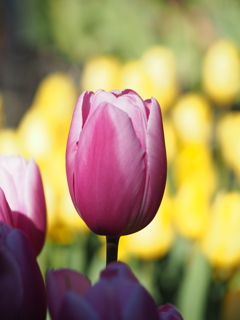 アイスチューリップ