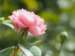 アレンウィックローズ