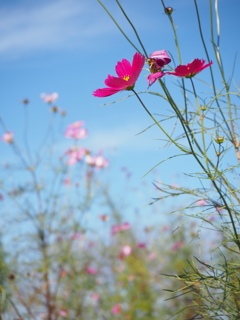 秋空と秋桜