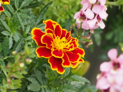 縁取り綺麗です