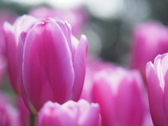 ひかり弾ける花びら