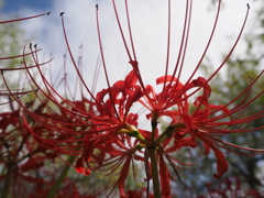 彼岸花