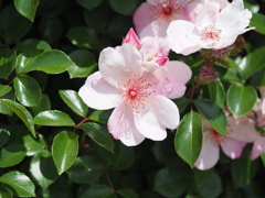 ピンク　サクリーナ