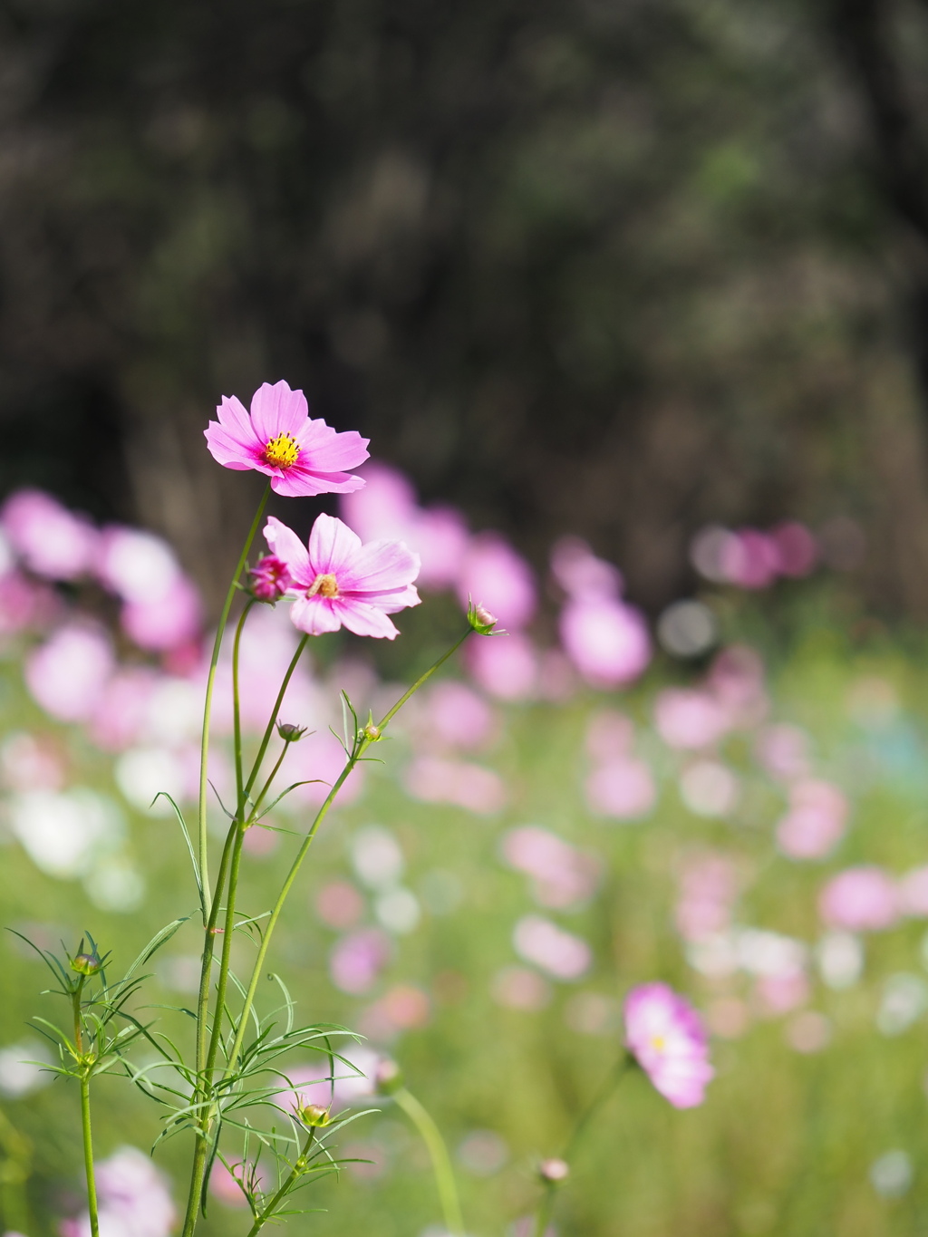 コスモス畑