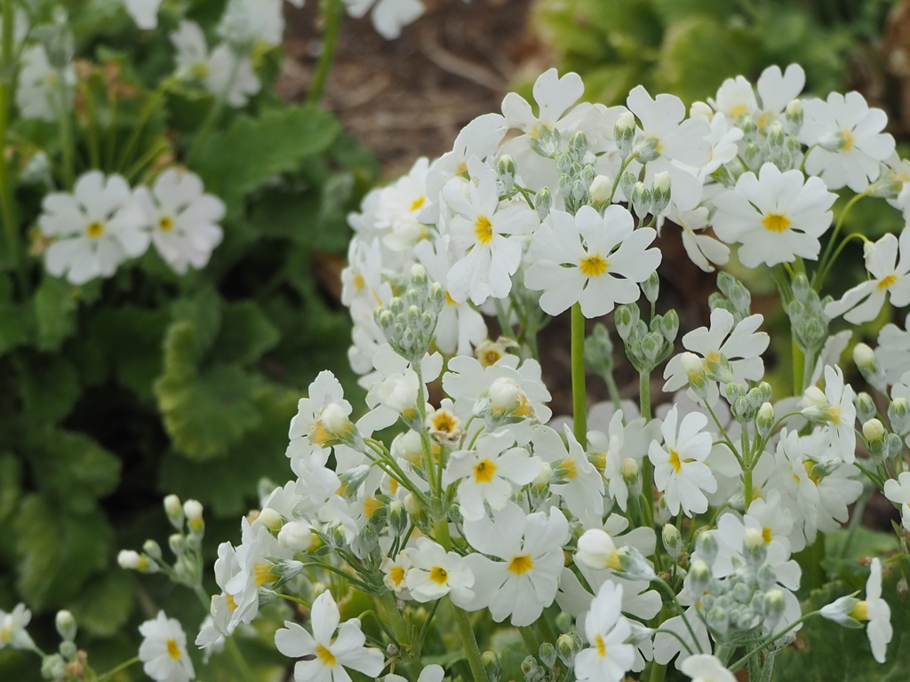 いっぱいのハートを見つけて～サクラ草～