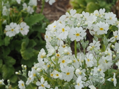 いっぱいのハートを見つけて～サクラ草～